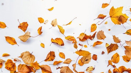 Autumn leaves falling on white background