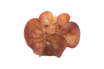 Ear Mushroom Or Wood Ear Isolated On Transparent Background