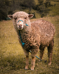 Familia de ovejas en un potrero al atardecer, escenas rurales con planos medios y enteros en un paisaje natural iluminado por luz cálida de la tarde