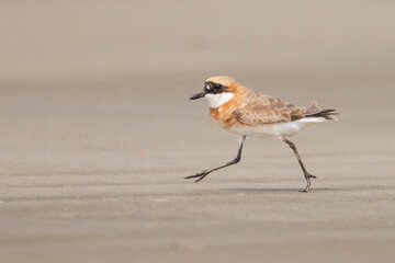 Lesser Sand Plover on the ground