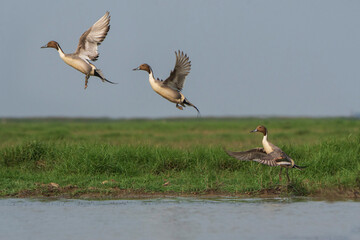 Northern Pintail ducks in flight
