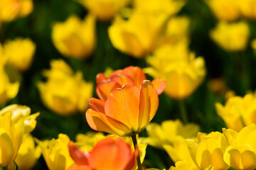 Obraz premium 春のチューリップの花