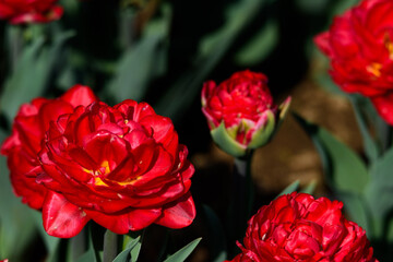春のチューリップの花