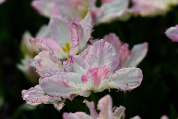 Obraz premium 春のチューリップの花