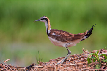 Pheasant-tailed Jacana on the ground
