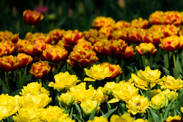 春のチューリップの花