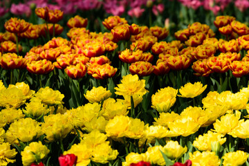 春のチューリップの花