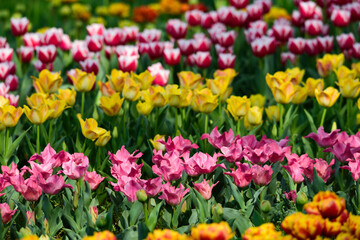 春のチューリップの花