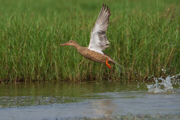 Northern Shoveler duck flying