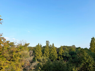 陽を浴びる木々と青空