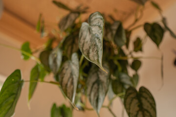 Fototapeta premium Warm and cozy plant store