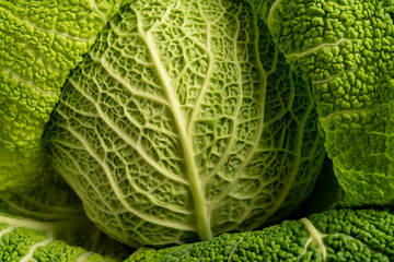 Savoy cabbage leaves