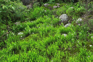 Caulokaempferia alba wild flowers in Lan Hin Poom Viewpoint at Phu Hin Rong Kla National Park in Phitsanulok Province. Thailand
