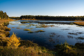Fototapeta premium A lake with a forest in the background