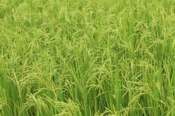 Landscape nature of rice field on rice paddy green color lush growing is agriculture in Thailand 