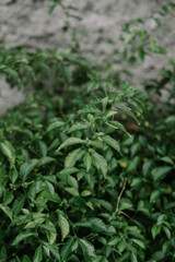 A close-up of Kumis Kucing leaves, known for their unique shape and vibrant green color