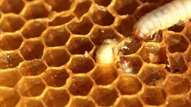 Wax moths on honeycombs. Wax moth eat beeswax. Wax Months can be a serious problem for beekeepers
