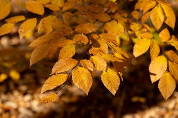 autumn leaves