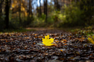 fallen autumn leaves