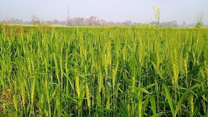 green wheat field in summer