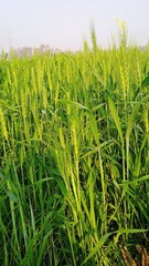 green wheat field