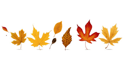Obraz premium Beautiful Leaves PNG Images with Transparent Backgrounds Perfect for Nature-Themed Designs and Creative Projects