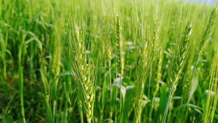 green grass in the wind