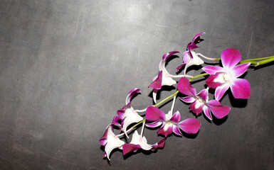 pink orchid flower