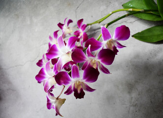 pink orchid flower