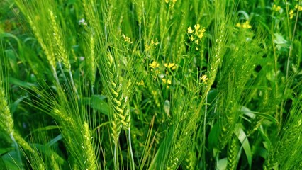 green grass background