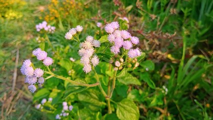 flowers in the meadow