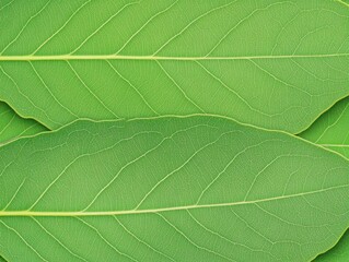 Obraz premium Close-Up View of Fresh, Green Leaves with Detailed Vein Patterns Against a Subtle Background Highlighting Nature's Vibrant Textures and Colors