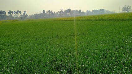 Fototapeta premium green field and blue sky