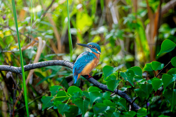 枝にとまるカワセミ