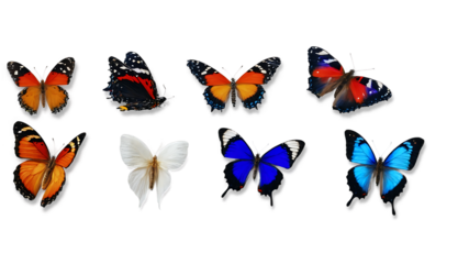 Colorful Butterfly PNG Image with Transparent Background Ideal for Nature Designs, Illustrations, and Creative Projects
