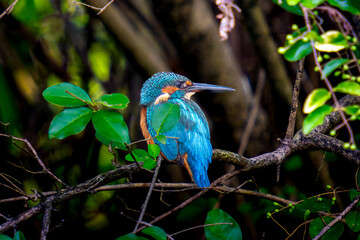 枝にとまるカワセミ