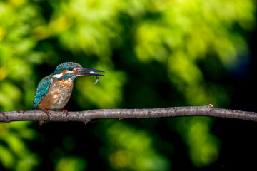 枝にとまるカワセミ