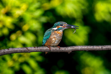 Naklejka premium 枝にとまるカワセミ