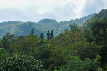 Fototapeta premium forest in the mountains