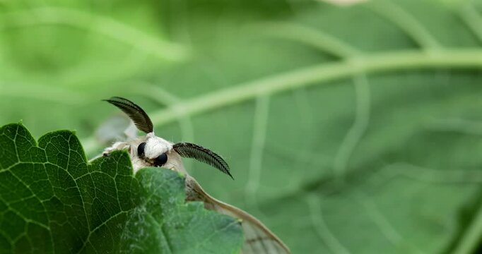 Silk moth head, extreme closeup, Bombyx mori