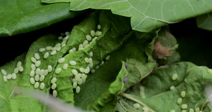 Silkworm eggs on green leaves, with gentle panning