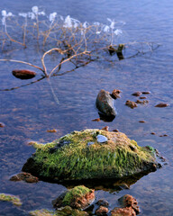 Moss on rock in winter pond