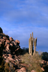 Saguaro cactus next to rock outcropping
