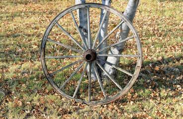 Old wood carriage wheel 