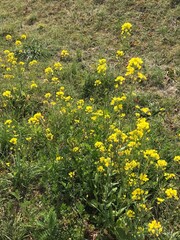 日本の美しい風景、自然な風景