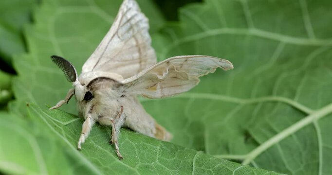 Silk moth head, extreme closeup, Bombyx mori