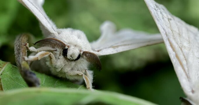 Silk moth head, extreme closeup, Bombyx mori