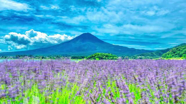 富士山とラベンダー［61センチ×51センチ］油彩画