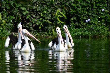 pelicans on the lake