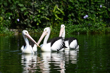 pelicans on the lake